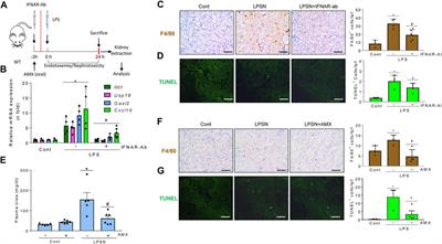 Crosstalk between TBK1/IKKε and the type I interferon pathway contributes to tubulointerstitial inflammation and kidney tubular injury